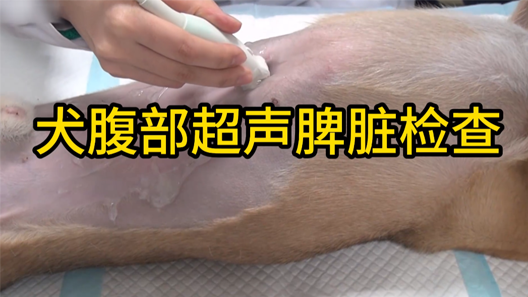 犬腹部超声脾脏的检查