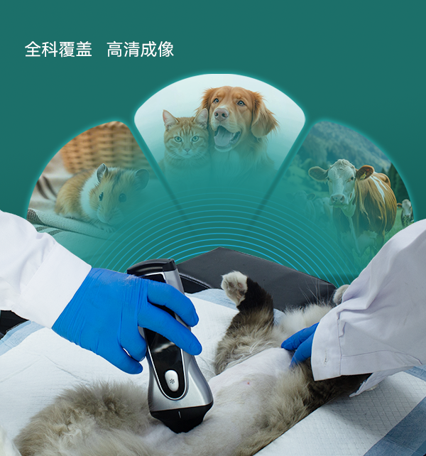 犬猫异宠的多元应用