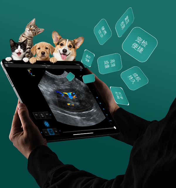 犬猫异宠的多元应用